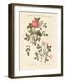 Kinds of Roses-null-Framed Giclee Print