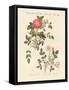 Kinds of Roses-null-Framed Stretched Canvas