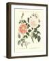 Kinds of Roses-null-Framed Giclee Print