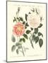 Kinds of Roses-null-Mounted Giclee Print