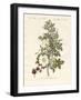 Kinds of Roses-null-Framed Giclee Print