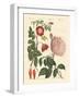 Kinds of Roses-null-Framed Giclee Print