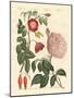 Kinds of Roses-null-Mounted Giclee Print