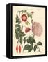 Kinds of Roses-null-Framed Stretched Canvas