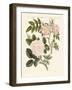 Kinds of Roses-null-Framed Giclee Print