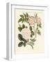 Kinds of Roses-null-Framed Giclee Print