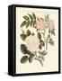 Kinds of Roses-null-Framed Stretched Canvas