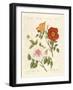 Kinds of Roses-null-Framed Giclee Print