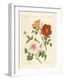 Kinds of Roses-null-Framed Giclee Print