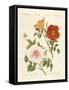 Kinds of Roses-null-Framed Stretched Canvas