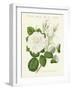 Kinds of Roses-null-Framed Giclee Print