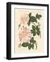 Kinds of Roses-null-Framed Giclee Print