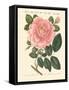 Kinds of Roses-null-Framed Stretched Canvas