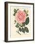 Kinds of Roses-null-Framed Giclee Print