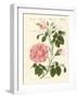 Kinds of Roses-null-Framed Giclee Print