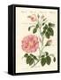 Kinds of Roses-null-Framed Stretched Canvas