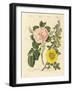 Kinds of Roses-null-Framed Giclee Print