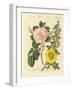 Kinds of Roses-null-Framed Giclee Print