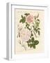 Kinds of Roses-null-Framed Giclee Print