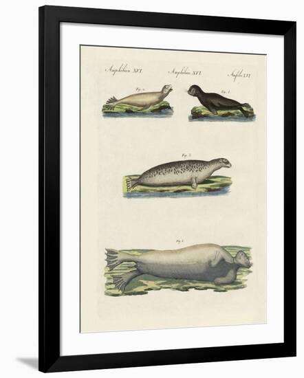 Kinds of Seals-null-Framed Giclee Print