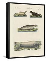 Kinds of Seals-null-Framed Stretched Canvas