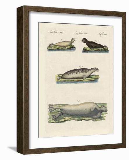 Kinds of Seals-null-Framed Giclee Print