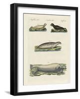 Kinds of Seals-null-Framed Giclee Print