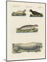 Kinds of Seals-null-Mounted Giclee Print