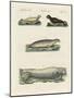 Kinds of Seals-null-Mounted Giclee Print