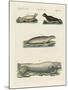 Kinds of Seals-null-Mounted Giclee Print