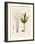 Kinds of Seaweed-null-Framed Giclee Print