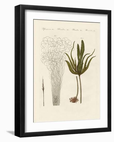 Kinds of Seaweed-null-Framed Giclee Print
