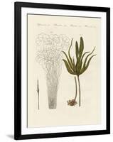 Kinds of Seaweed-null-Framed Giclee Print