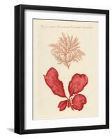 Kinds of Seaweed-null-Framed Giclee Print