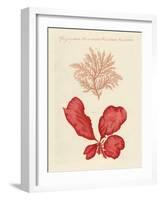 Kinds of Seaweed-null-Framed Giclee Print