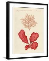 Kinds of Seaweed-null-Framed Premium Giclee Print