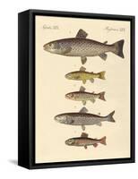 Kinds of Trouts-null-Framed Stretched Canvas
