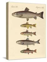 Kinds of Trouts-null-Stretched Canvas