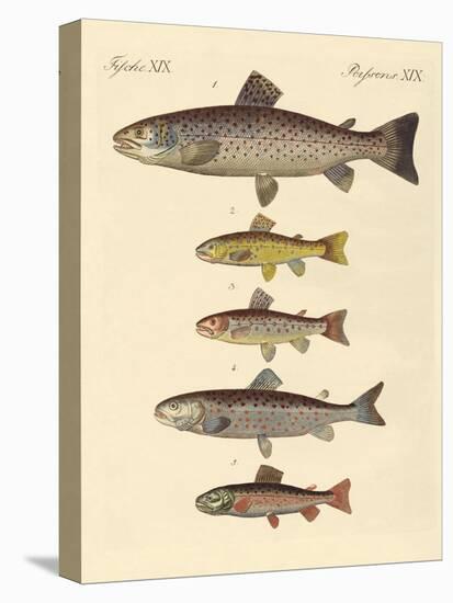 Kinds of Trouts-null-Stretched Canvas