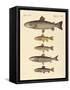 Kinds of Trouts-null-Framed Stretched Canvas