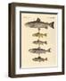 Kinds of Trouts-null-Framed Giclee Print