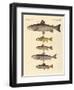 Kinds of Trouts-null-Framed Giclee Print