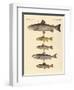 Kinds of Trouts-null-Framed Giclee Print