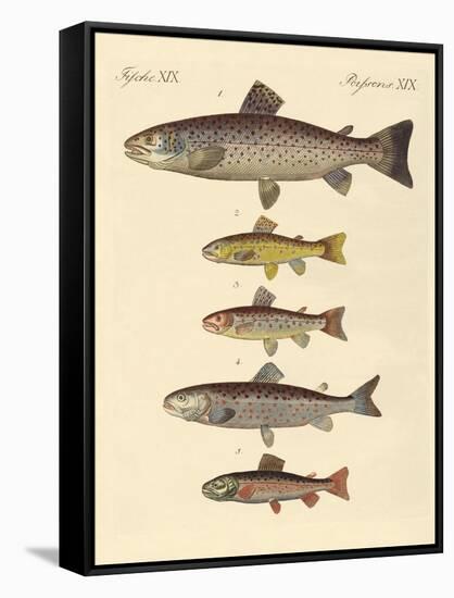 Kinds of Trouts-null-Framed Stretched Canvas