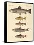 Kinds of Trouts-null-Framed Stretched Canvas