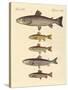 Kinds of Trouts-null-Stretched Canvas