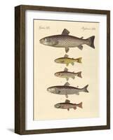 Kinds of Trouts-null-Framed Giclee Print