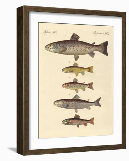 Kinds of Trouts-null-Framed Giclee Print