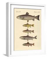 Kinds of Trouts-null-Framed Giclee Print