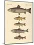 Kinds of Trouts-null-Mounted Giclee Print